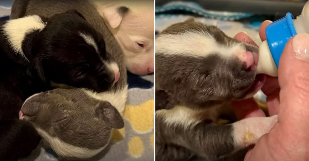 3 Abandoned Puppies Found in Dumpster Get a Second Chance at Life