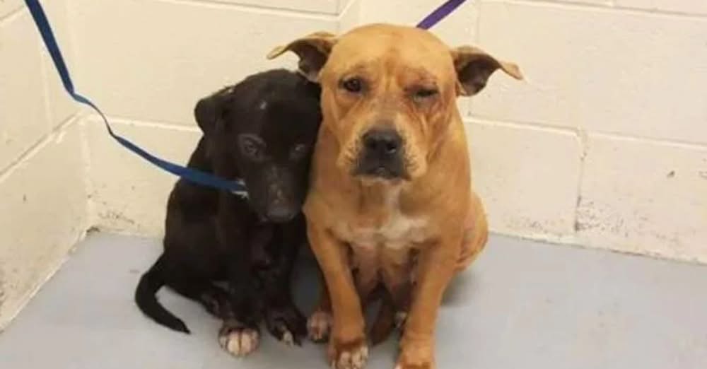 Scared Pit Bulls Cling to Each Other After Being Abandoned in a Shelter