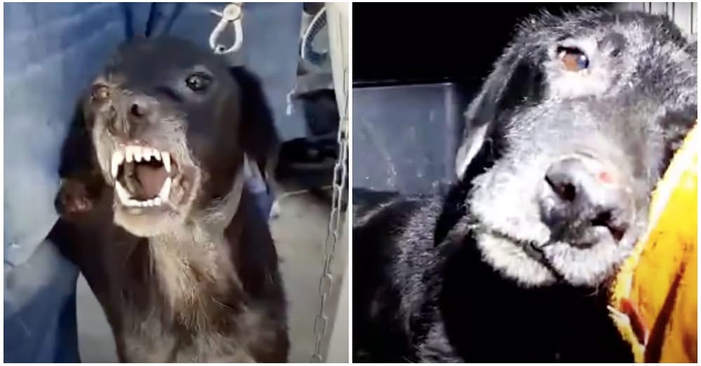 โAggressiveโ Dog Melts Into Rescuerโs Hands When He Knows Heโs Finally Safe