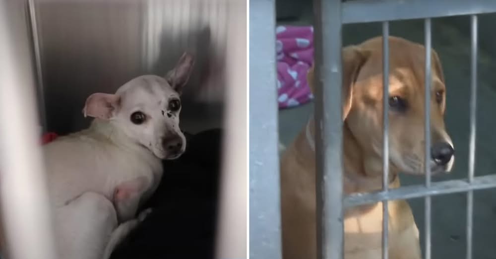 Cats and Dogs Left Without Homes After FireโShelter Pleads for Adopters