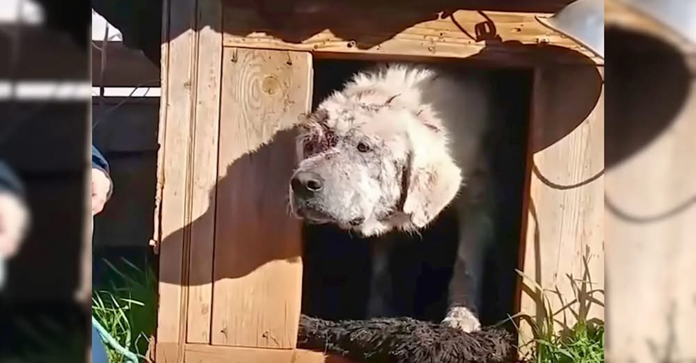 Dog โRefusedโ to Leave His Doghouse, Until Rescuers Changed His Life
