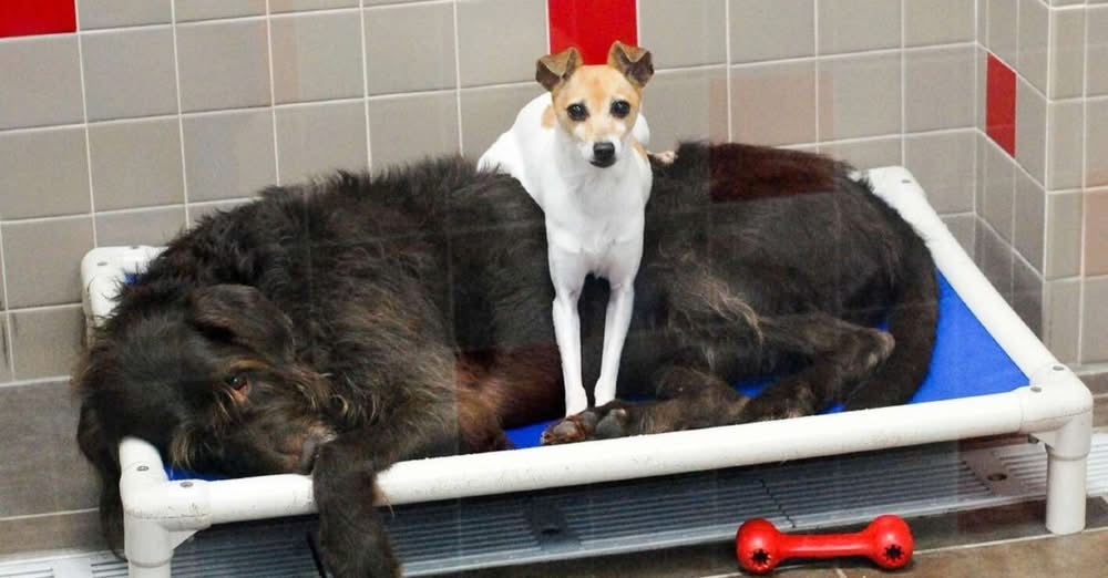 Two Shelter Dogs Who Lost Their Home Find Comfort in Each Otherโs Embrace