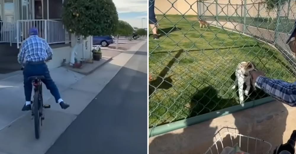 96-Year-Old Biker โSpreads Joyโ to Local Pets Every Single Day