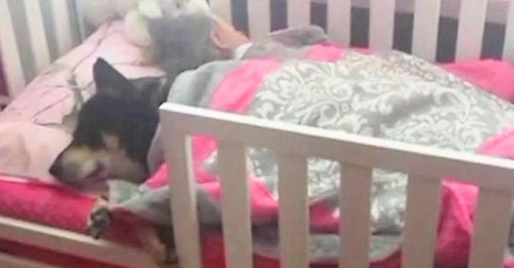 She Thought Her Dog Was LostโUntil She Peeked Into Her Toddlerโs Room