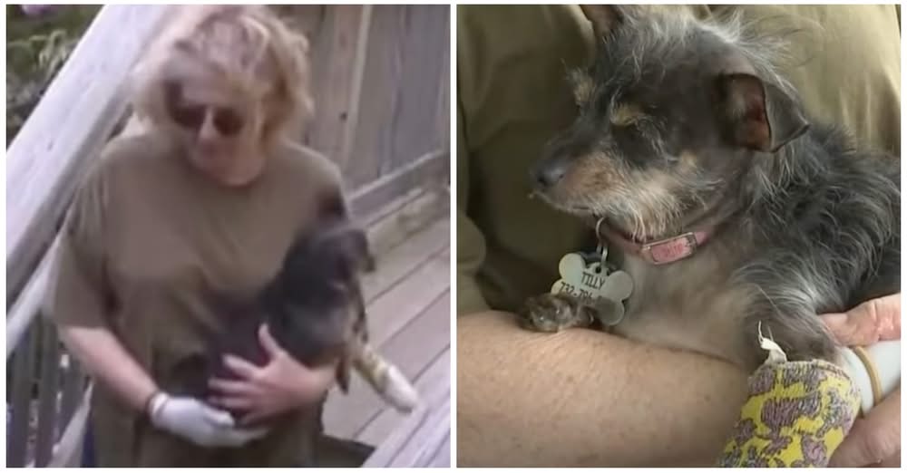 Brave Dog Mom Fights Off โDerangedโ Animal Attacking Her Dog In Backyard