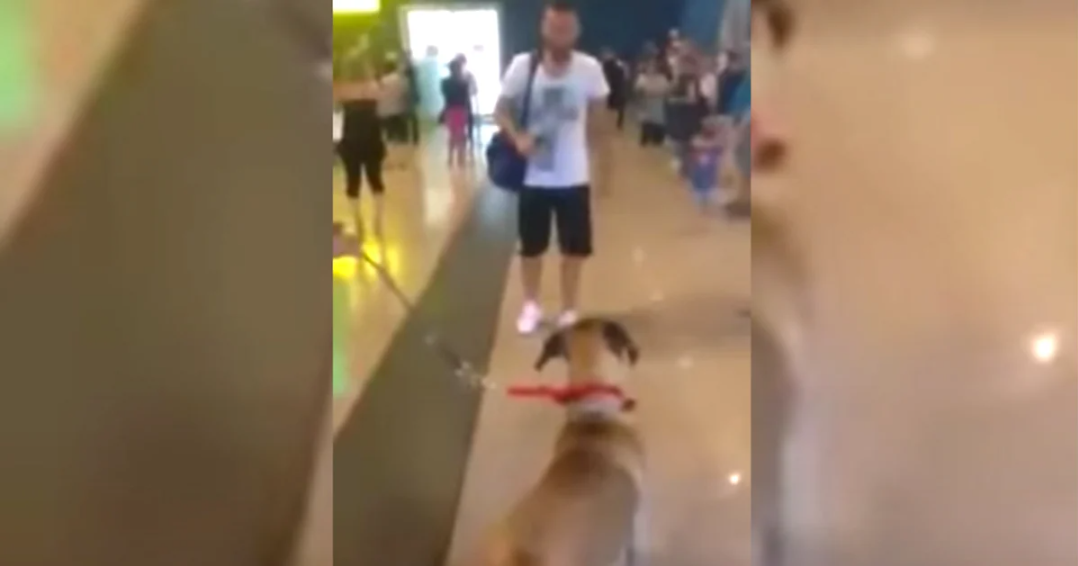 Dog Suddenly Stops And โStaresโ At The Owner He Hasnโt Seen In 3-Years