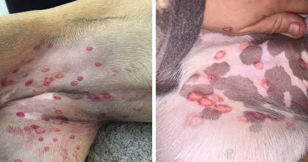 Vet reveals why red bites are appearing on dogsโ stomachs