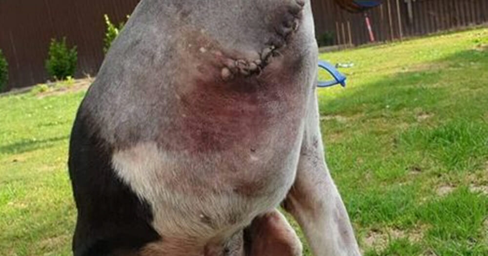 Perplexing picture of โheadlessโ dog leaves people baffled