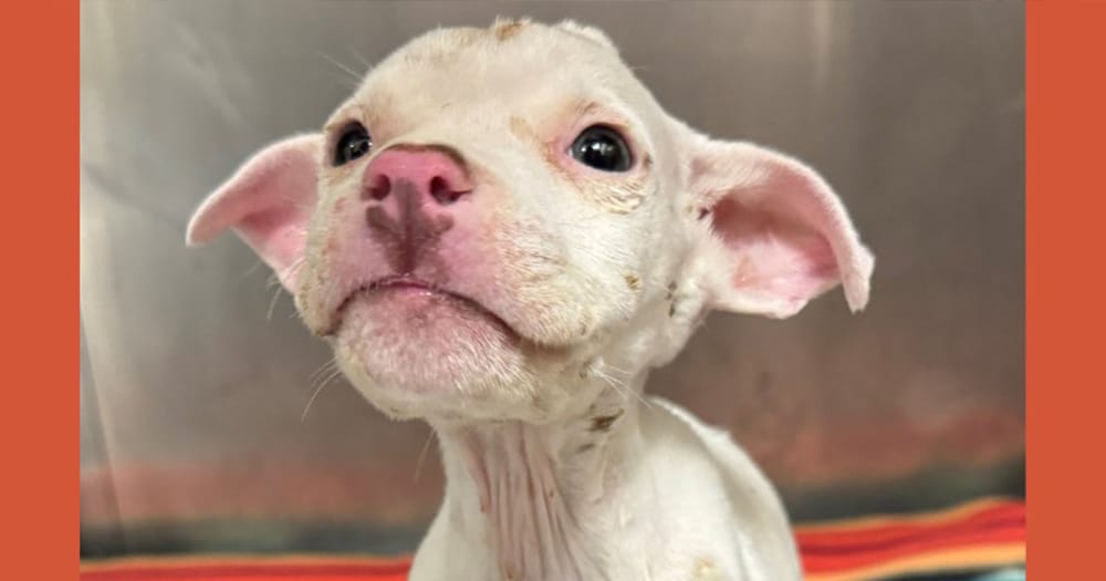 The tiny fighter who refuses to give up