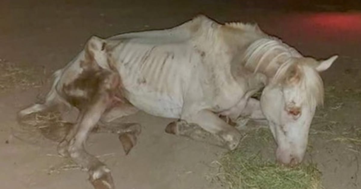 A horse given a second chance