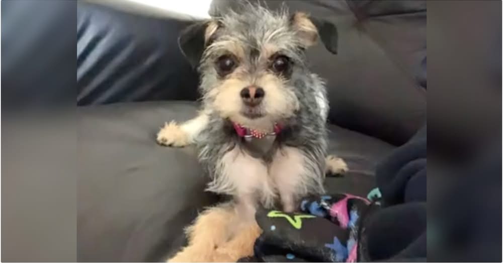Puppy Grows Up To Look Like A Different Dog, Wonders If Dog Was Switched