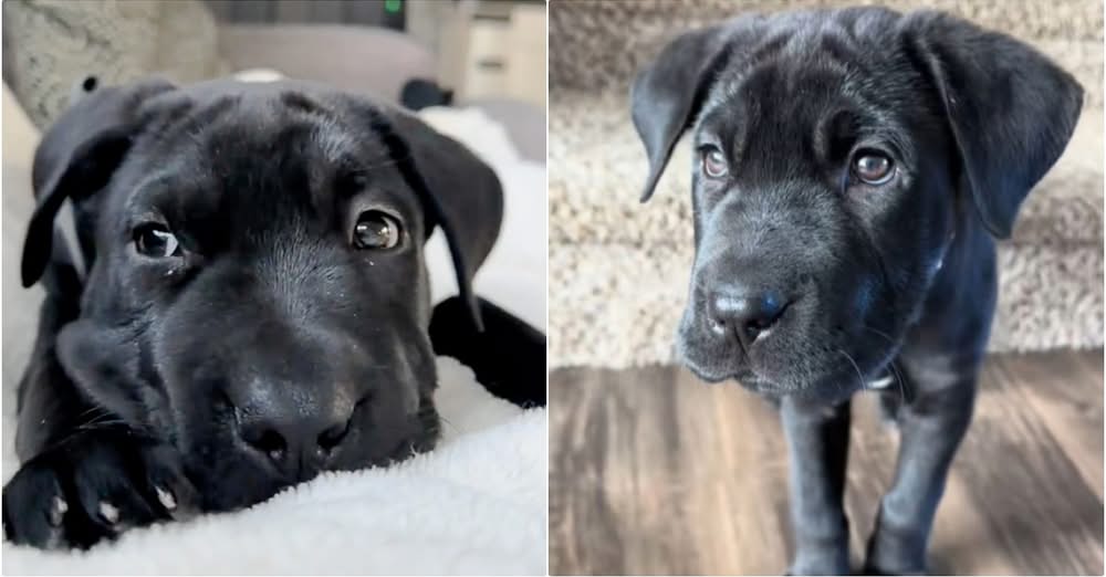Woman Thought She Adopted A Lab Puppy, But She Was Wrong