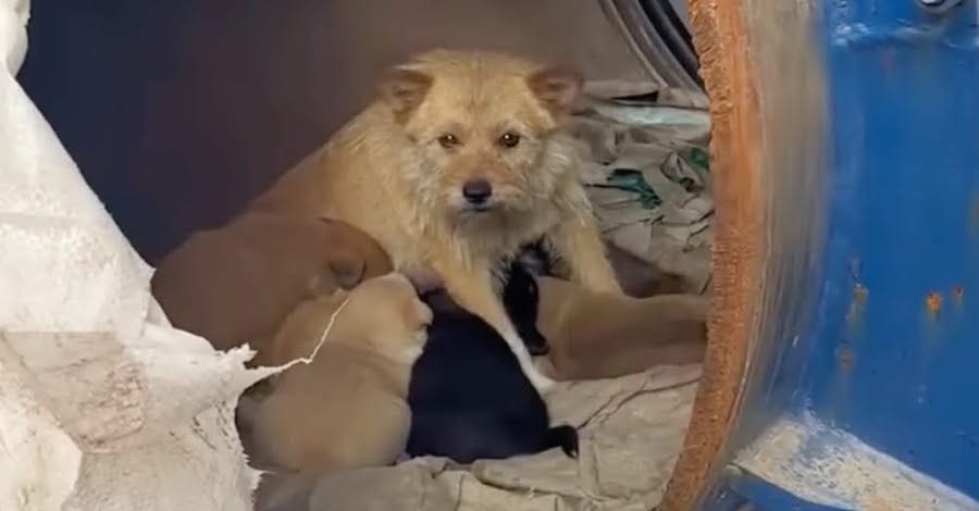 Dog Leads Woman To Her ‘Puppies,’ But One Is Not Like The Others