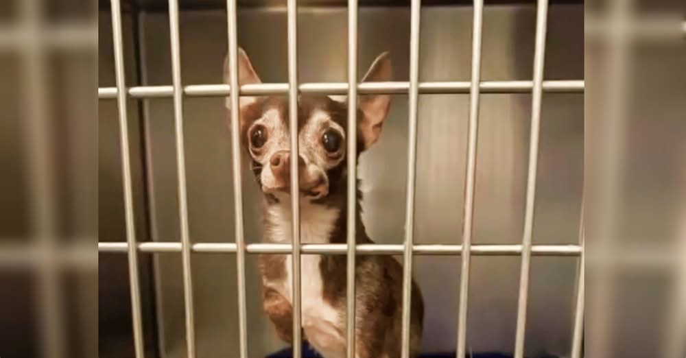 Senior Dog Holds Onto Hope After Family Hands Her Back To Shelter