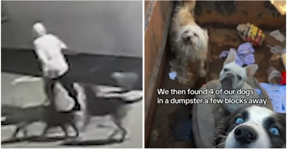 Woman Caught on Camera Releasing Shelter Dogs After Break-In