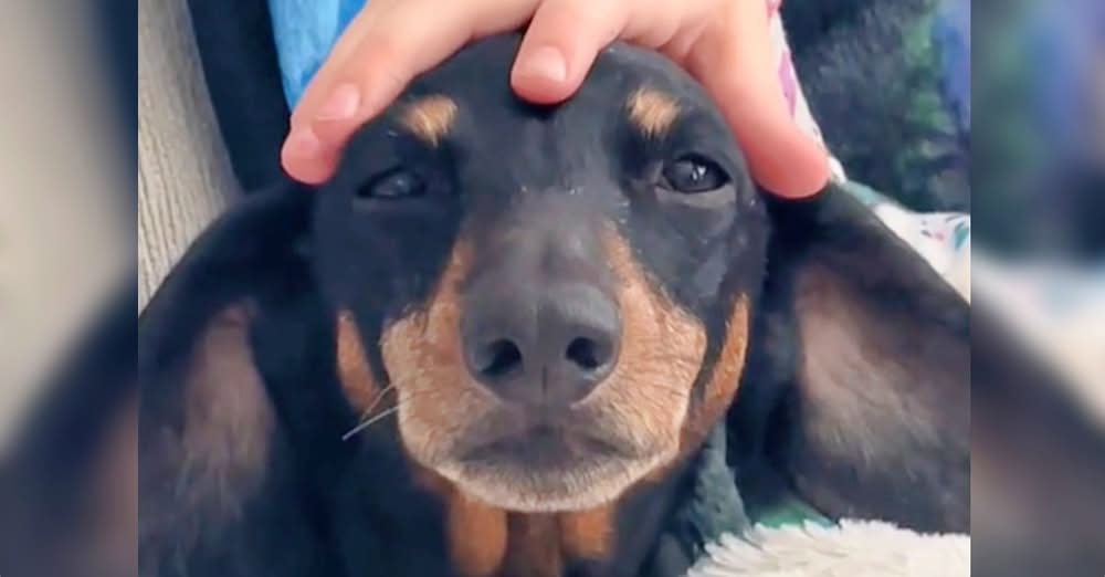 Owner โInvents An Excuseโ To Give 10 Year Old Dog To Shelter