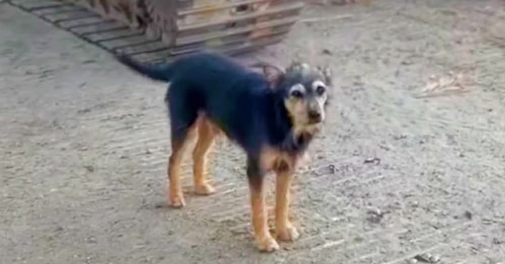 His Home Torn Down And Family Gone, Dog Was Left With Nothing