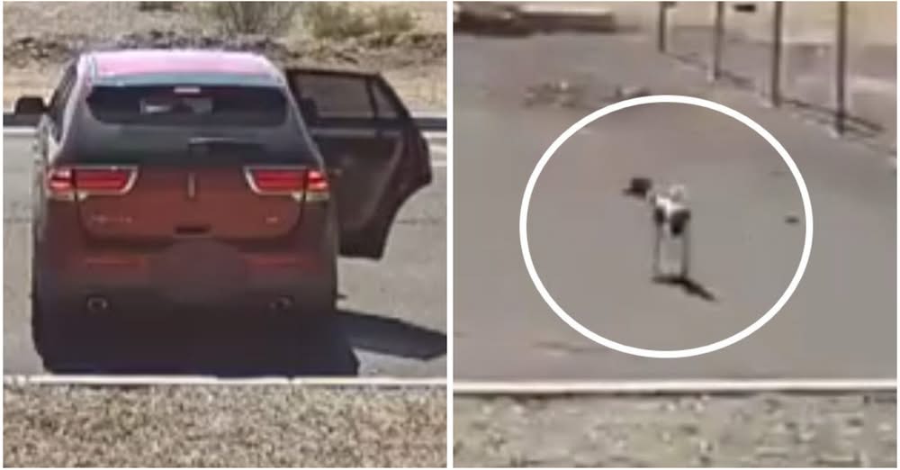 Abandoned Dog Runs After Car That Left It Behind