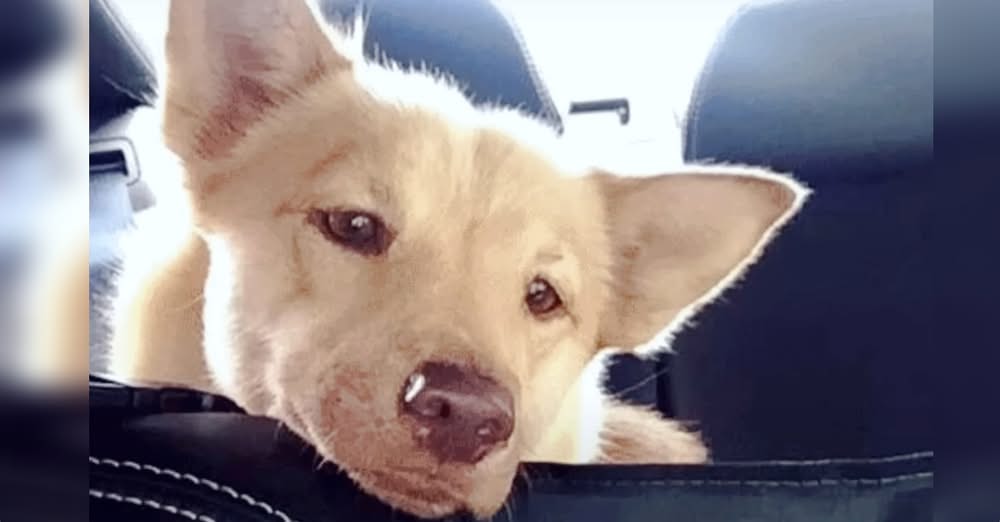 Mini Husky Watched Puppies Get Adopted As She โPrayedโ For Home Of Her Own