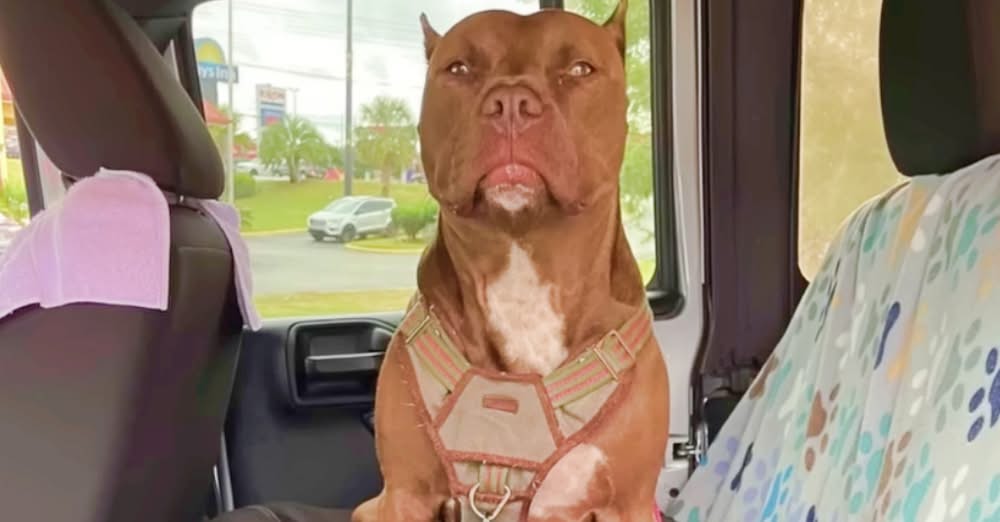Womanโs Afraid Of The Dog She Adopted But Still Brings Him Home