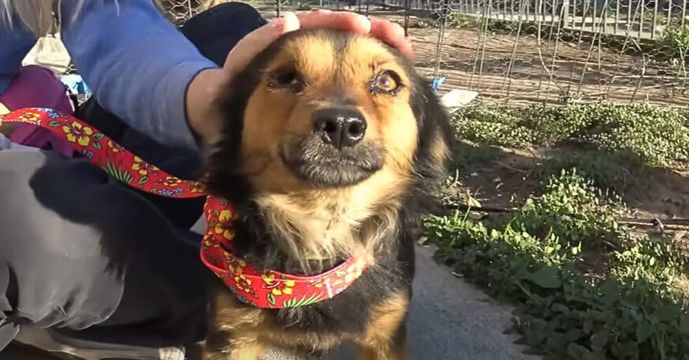 Dog Finally Rescued, Only for His Former Owner to Say โI Donโt Want Him Backโ