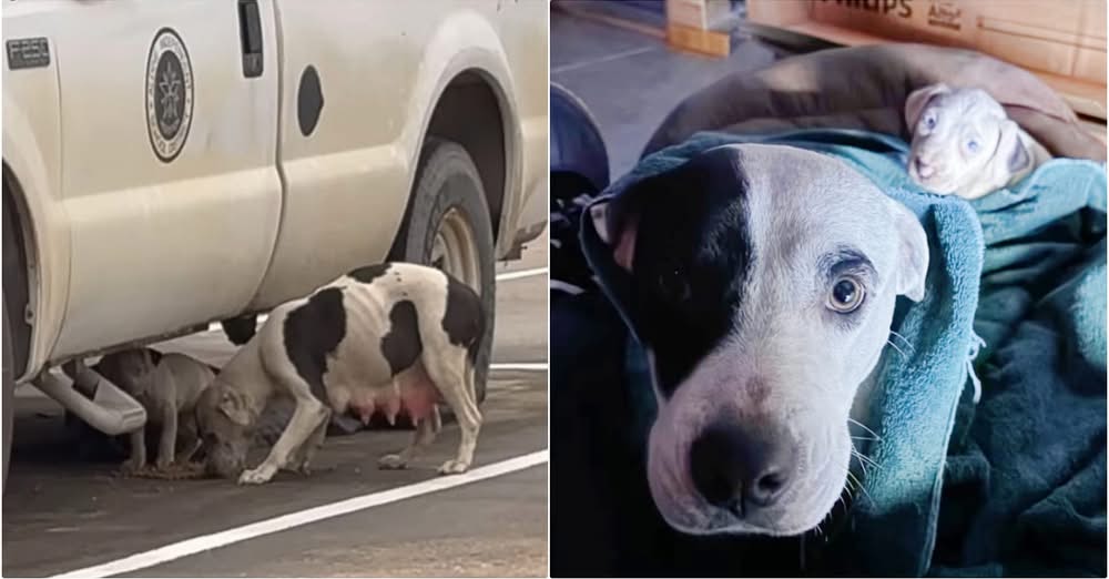 Woman’s Kindness Gets The ‘Best Of Her’ When Strays Are Spotted At Work