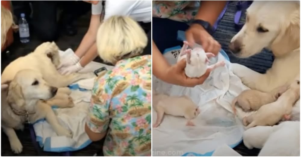 Passengers Cheer On Service Dog As She Endures 3-Hr Labor At Airport Gate
