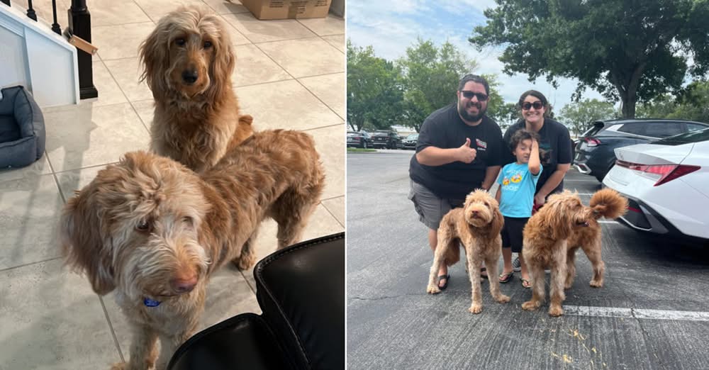 They Watched Their Family Drive AwayโThen a โMiracleโ Happened