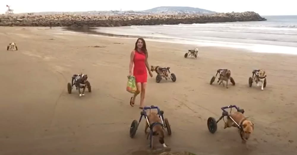 Disabled Dogs Finally Get Their Day at the Beach And Their Happiness is ‘Contagious’