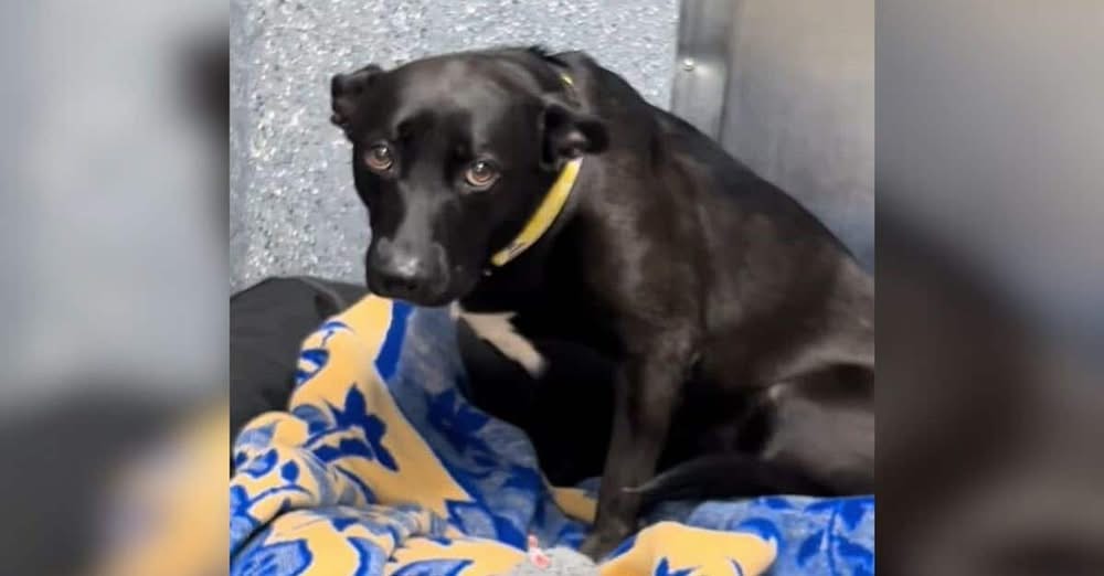 Returned After Just 3-Days, Zelda Still Dreams of a Forever Home