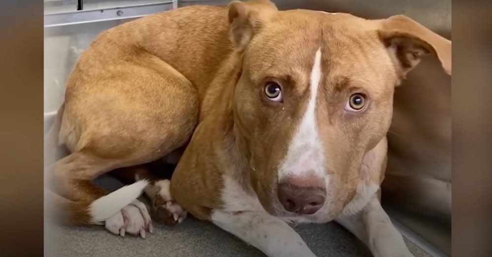 Pup Stayed As Far Away From His Family As He Could, Then They โFigured It Outโ