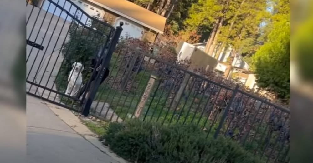 Family in Shock as Their Dog Is Gunned Down In Their Front Yard