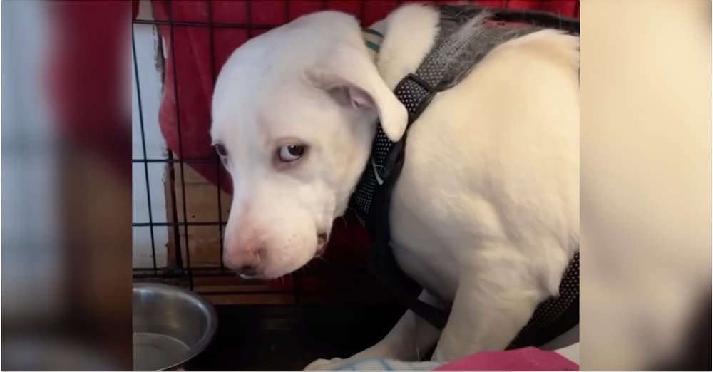 Dog Flinched And Cowered In Kennel, Took 420 Days To Feel Safe