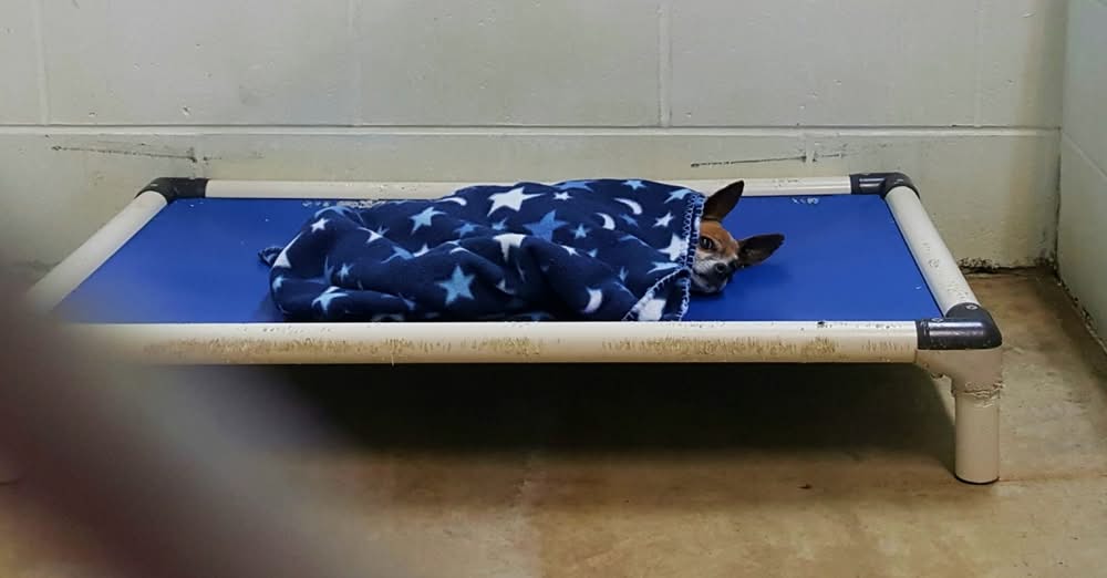 Senior Dog Tucks Himself In Every Night Waiting For A Family