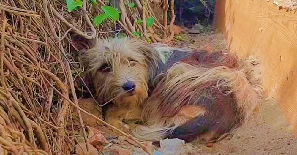 Dog Kicked Out By Family Stayed Close By Hoping Theyโd Let Her Back In