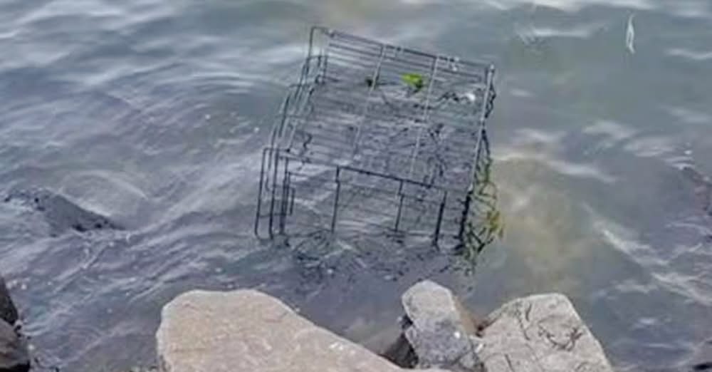 Dogโs Barks Broke Calm Of The River When Banged Up Cage Floats Over