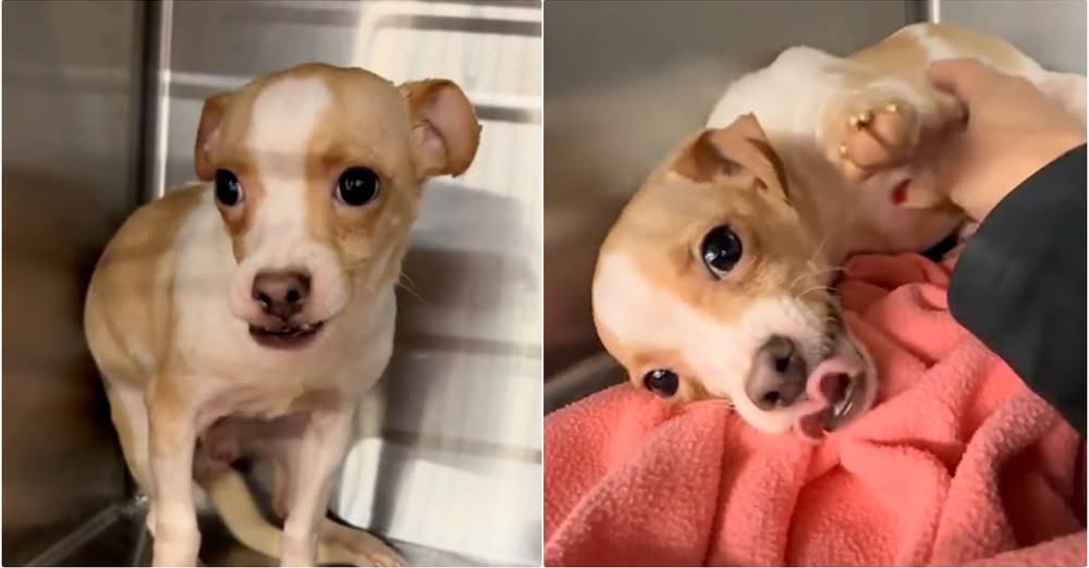Dog Passed Over For ‘Ugly Underbite’ Deserves A Family Who Knows His Worth