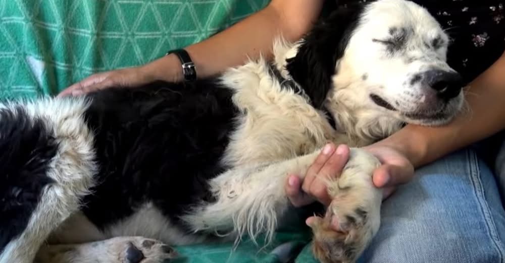 Neglected Shelter Dog Falls Asleep in Her Rescuer’s Lap, Finally Feeling Safe