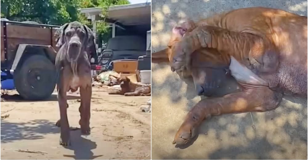 Dogs Survived a House Fire, But Their Real Rescue Was Still to Come