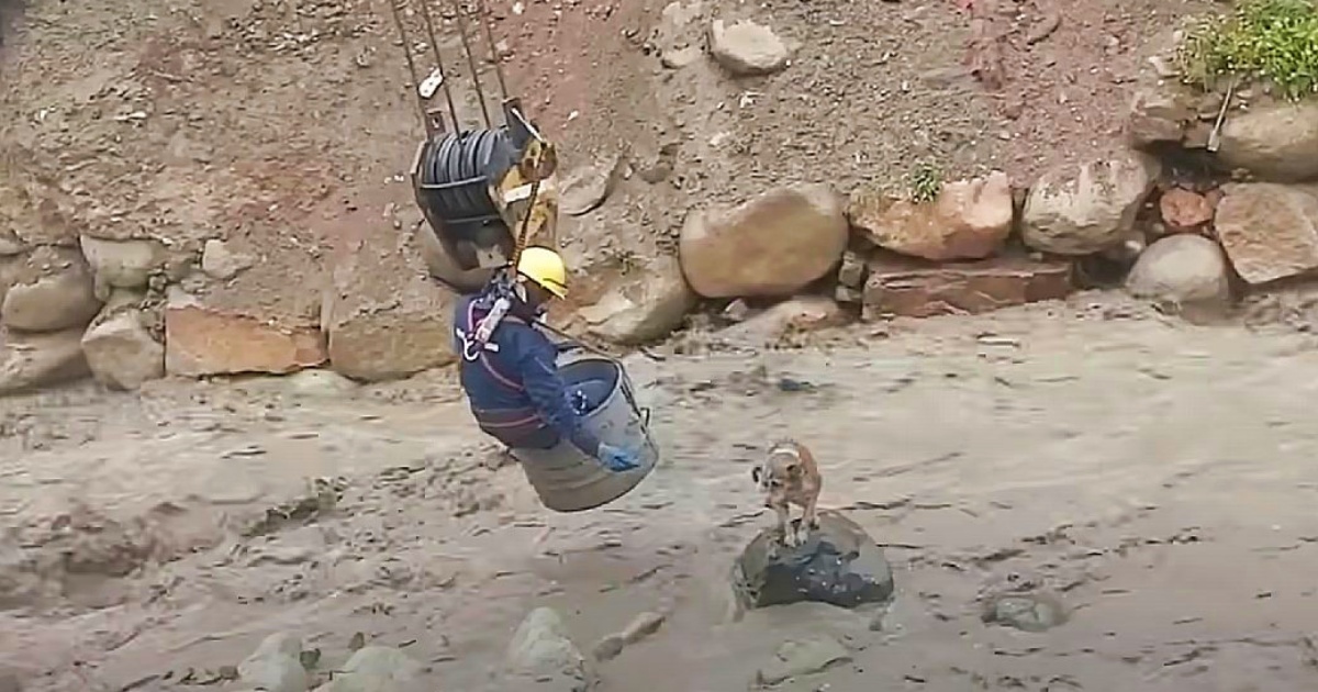 Construction Workers Rig Equipment To Rescue Dog From Raging River