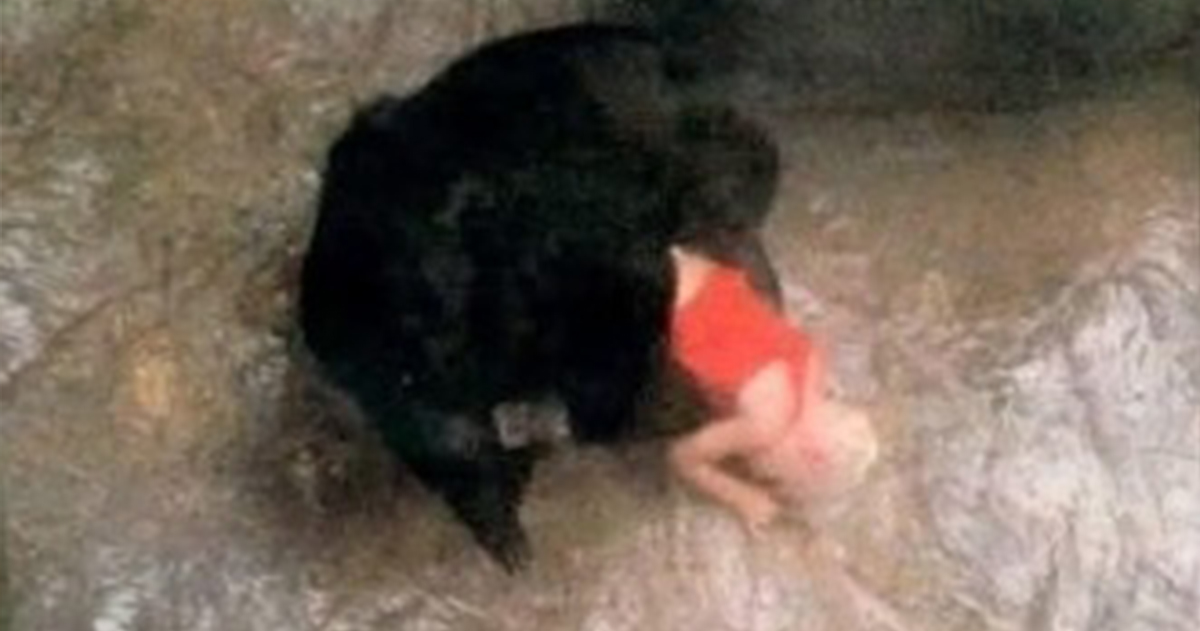 The gorilla who stunned the world