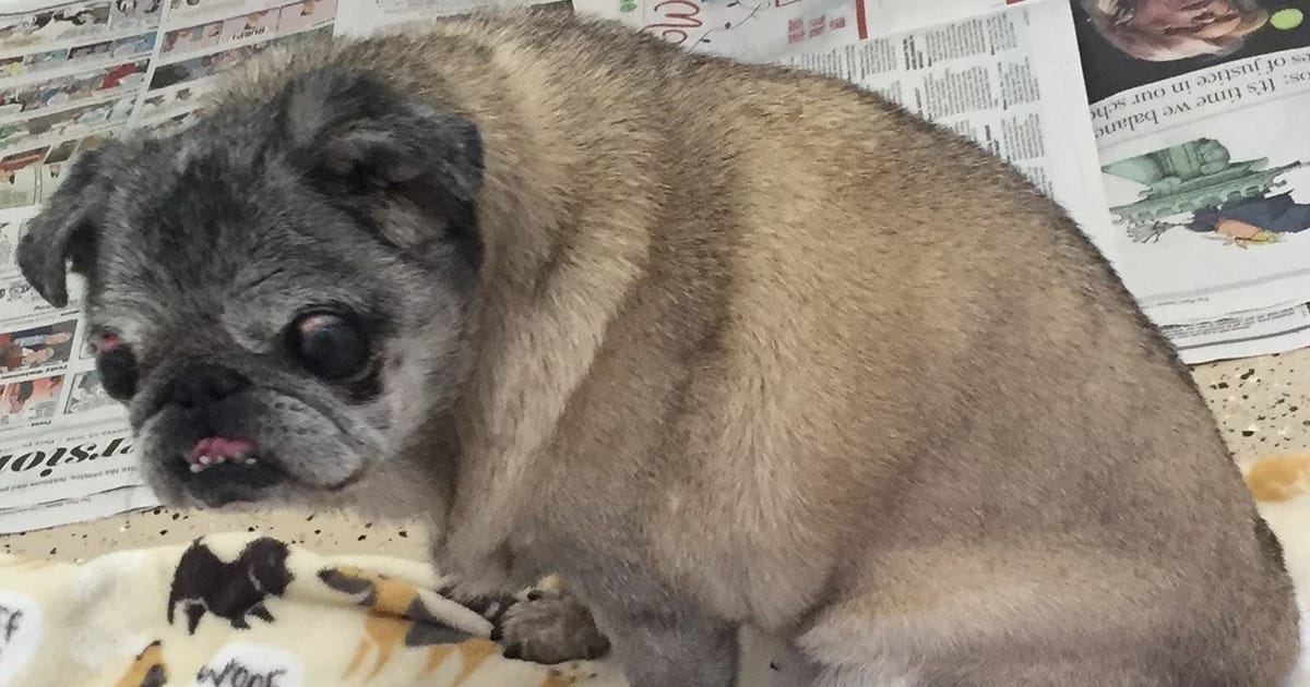 Abandoned pug left in a box gets a second chance โ then breaks hearts one last time