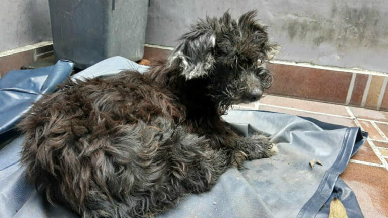 Heartless owners abandon dog โ and glue her eyes shut so she canโt find her way home