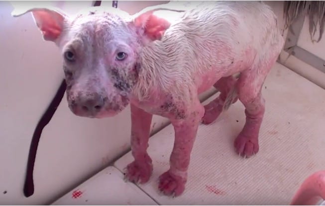 From stray to spoiled: Rebaโs Heartwarming Journey