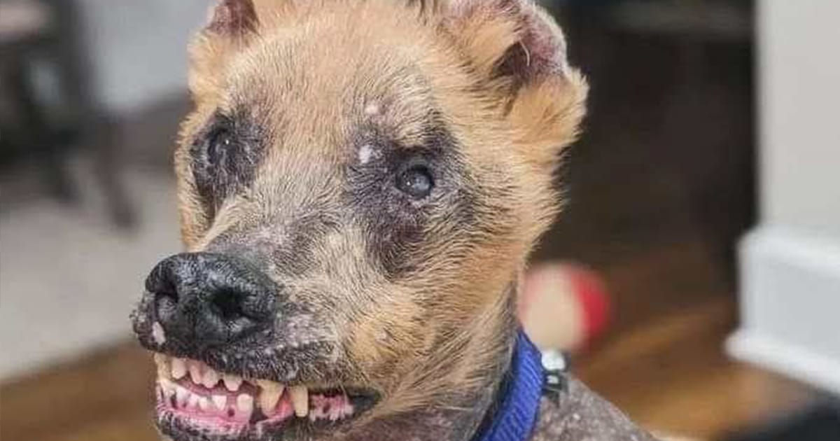 No one wanted to adopt this โuglyโ dog โ until one woman made a bold decision