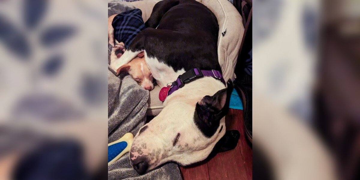 Shelter Dogs Cling to Each OtherโThen Something Beautiful Happens