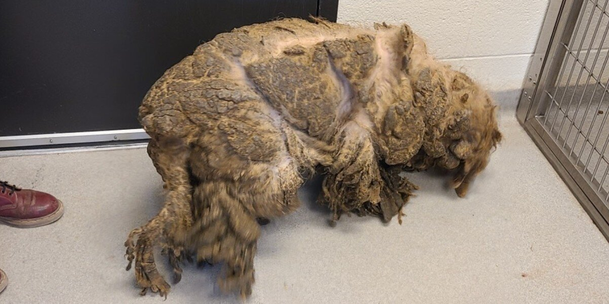 Dog So Matted His Face Was Hidden Finally Gets a Fresh Start โ And Canโt Stop Smiling