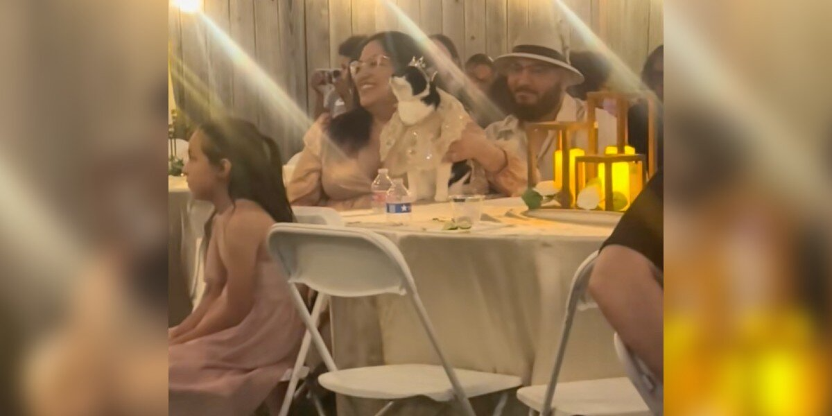 Woman Throws Dream Quinceaรฑera for Her Beloved Cat After 15 Years Together