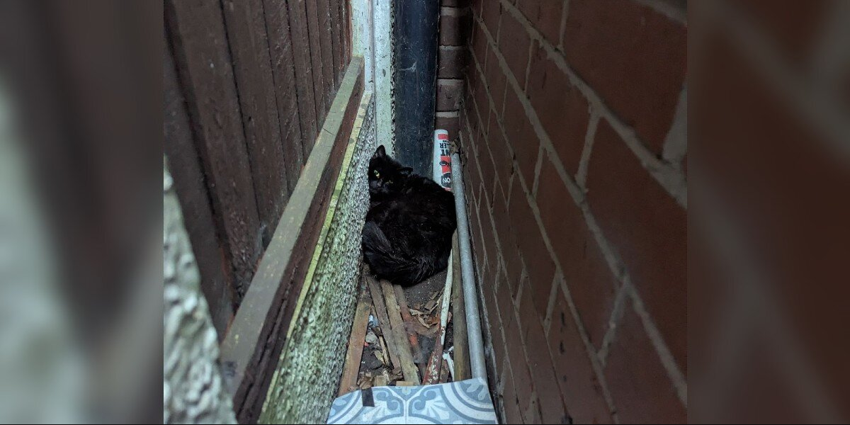 Cat Trapped Between Wall and Fence Cries Out โ Not Just for Herself, But for Her Kittens