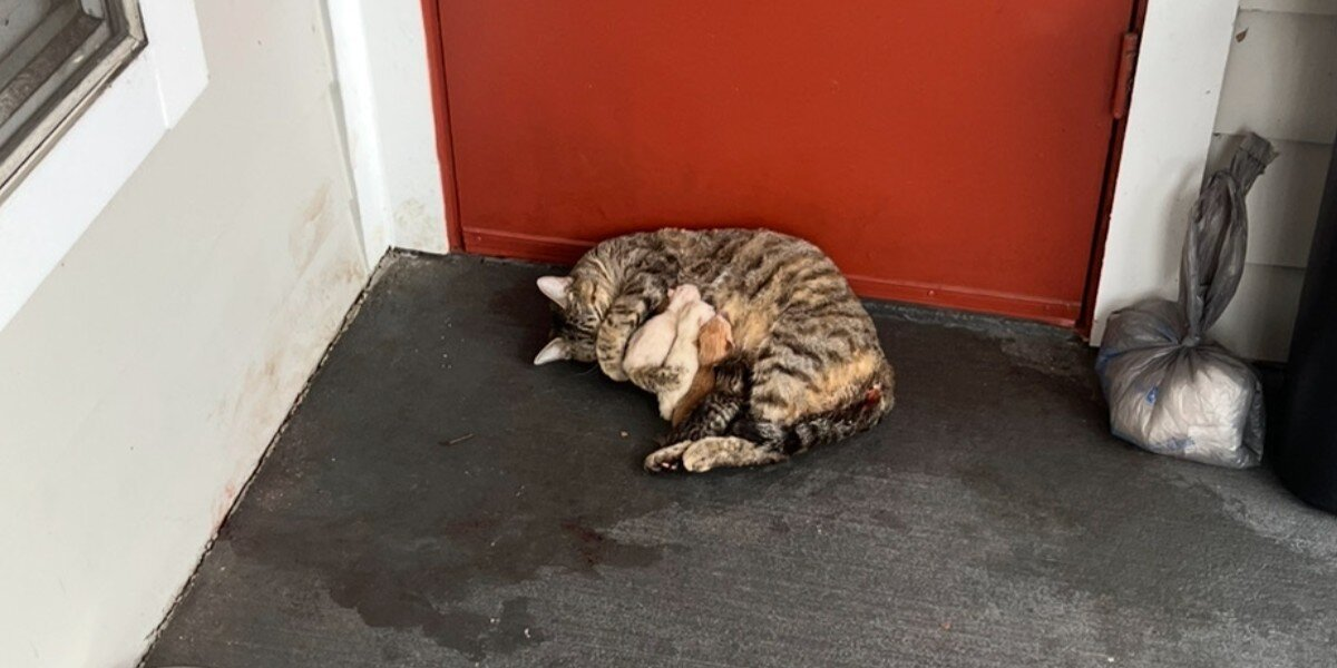 Cat Gives Birth on Apartment Doorstep โ And Finds a Family Just in Time